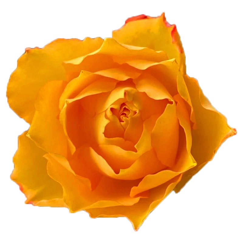 火焰月季花苗四季浓香灌木大花苗阳台盆栽庭院地栽切花玫瑰花欧月