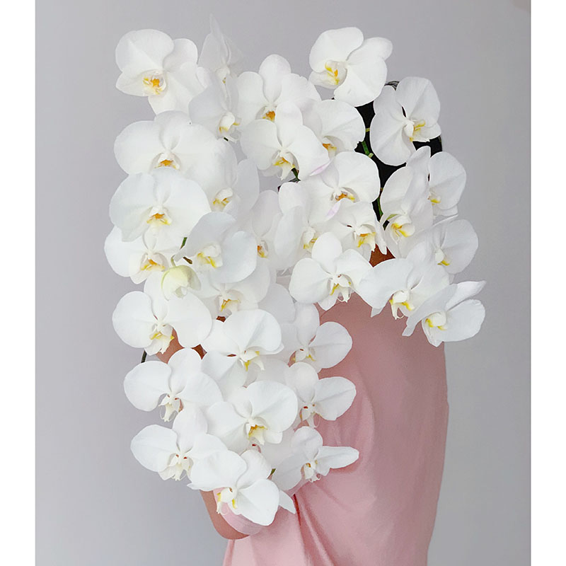 高颜值居家好物高级质感清新脱俗白色蝴蝶兰鲜花云南直发水养送人