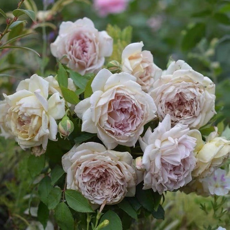 长袍娃娃 新品河本纯子玫瑰 浓品月季花大花新香四季开花庭院花园