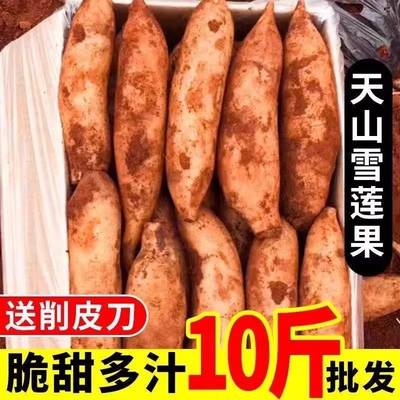 天山雪莲果12斤新鲜水果应当季云南孕妇红心雪连果黄心特整箱包邮