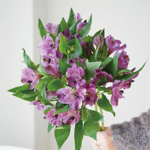 海盛新品六出花水仙百合鲜切花家庭瓶插花艺花束手捧婚庆高端花材