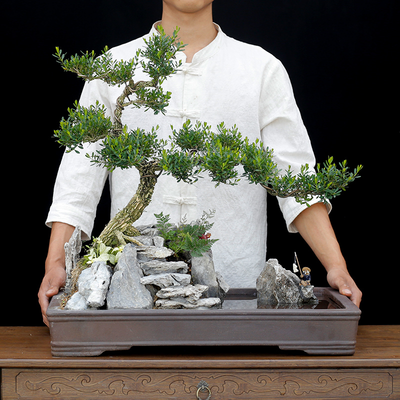 雀舌皱皮黄杨盆景植物大型老桩室内客厅假山造型树桩庭院绿植盆栽