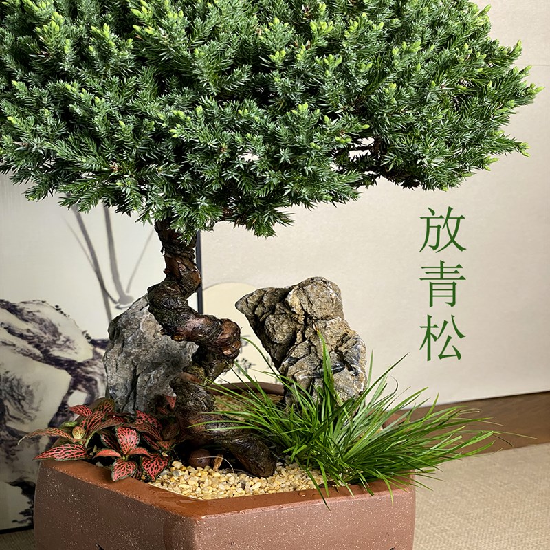 塔松盆栽松树老桩造型盆景放青松绿植办公室内植物送长辈祝寿礼品