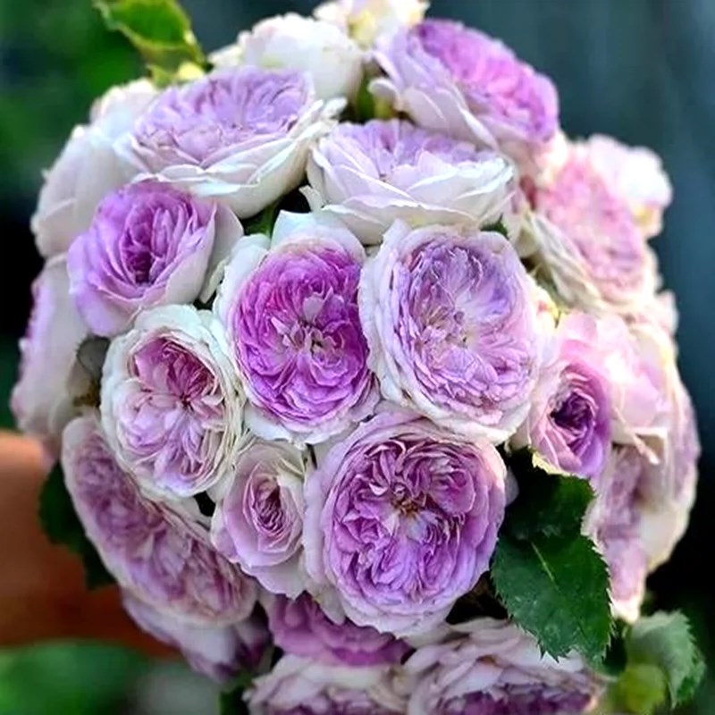 蓝月石月季花苗河本系列中苗新品花多头耐开浓香花卉玫瑰盆栽灌木