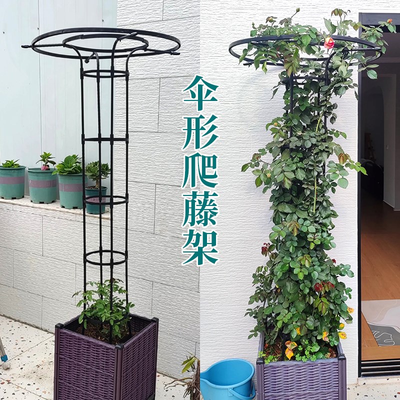 玫瑰月季爬藤架户外植物支撑架伞形花架园艺支撑杆藤蔓牵引架