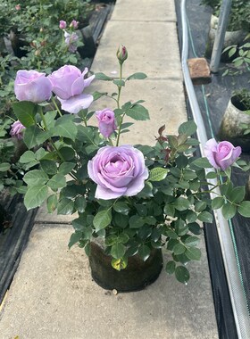 蓝色风暴欧月阳台玫瑰花四季开花月季花苗四季盆栽带花苞发货庭院