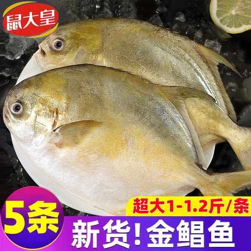 超大无冰金鲳鱼5斤5条
