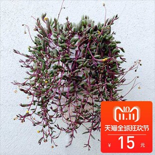 紫玄月吊兰盆栽花卉办公室情人泪佛珠珍珠紫弦月吊兰藤蔓多肉植物