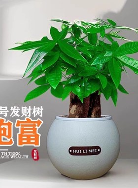 三杆发财树圆盆盆栽耐旱绿植办公桌室内好养绿色植物客厅摆件盆景