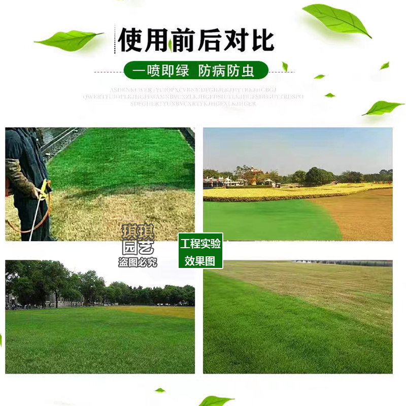 草坪增绿剂草皮枯草染绿剂园林植物绿化染色变色剂一喷就绿不伤草