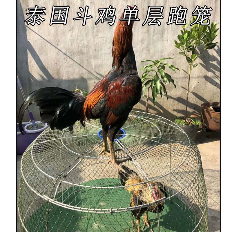 斗鸡 斗鸡训练用品 斗鸡单层跑笼A 斗鸡跑笼 斗鸡折叠跑笼斗鸡用