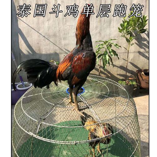 斗鸡 斗鸡训练用品 斗鸡单层跑笼A 斗鸡跑笼 斗鸡折叠跑笼斗鸡用