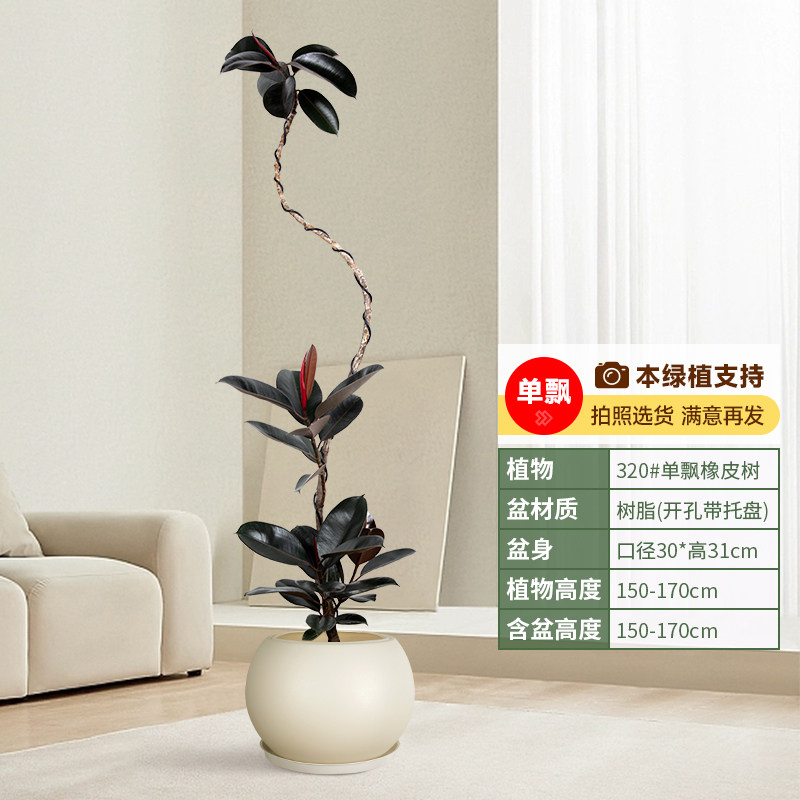 黑金刚造型橡皮树盆栽客厅大型绿植办公室内电视机柜旁边四季植物