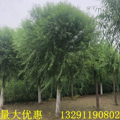 垂柳黄金柳金丝柳苗速生竹柳树苗