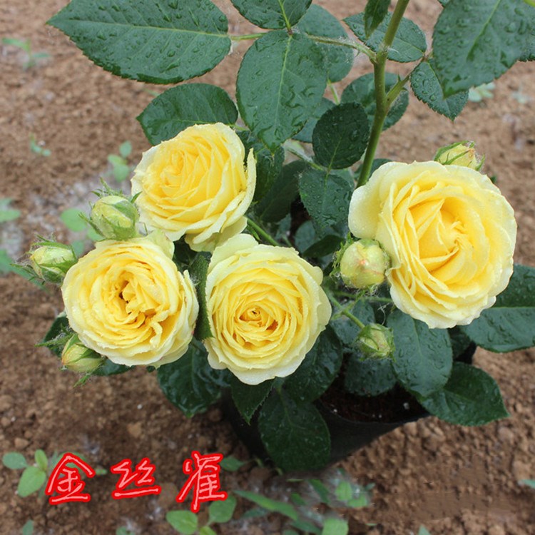 庭院灌木月季 欧月中大苗 盆栽绿植花卉 微型月季金丝雀四季开花