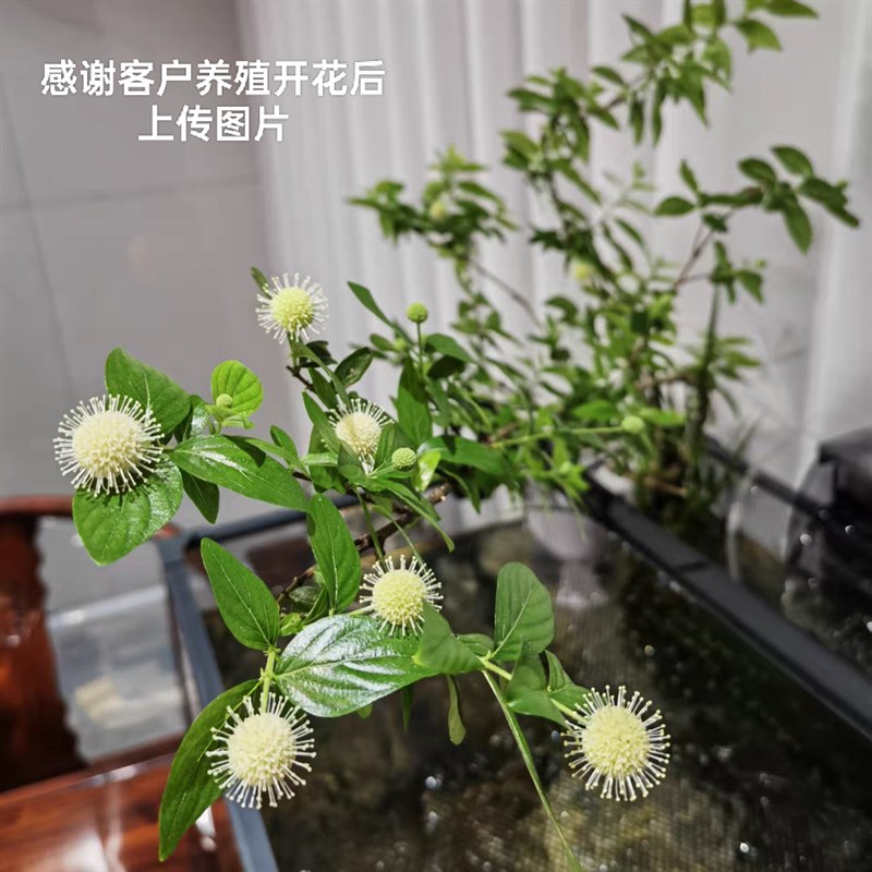 水杨梅鱼缸造景水培绿植水陆缸盆栽观赏老桩