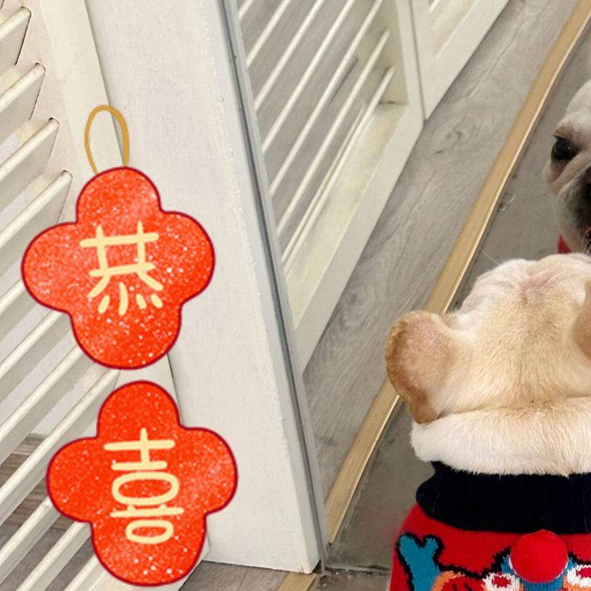 法斗专用新年毛衣狗狗过年喜庆拜年服斗牛犬2025蛇年巴哥八哥犬