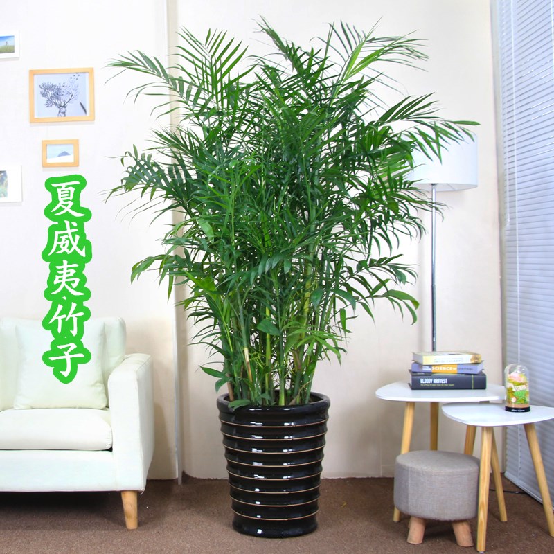 夏威夷竹子盆栽凤尾竹散尾葵室内客厅大型绿植盆景植物富贵椰子树