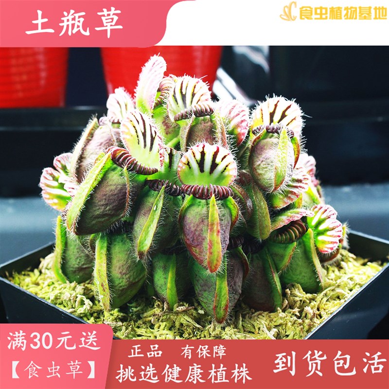 土瓶草【食虫植物食虫草可爱小瓶子高端特别品种稀有造景雨林缸】