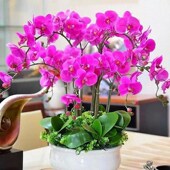 蝴蝶兰带剑苗四季 种易活断阳台卉室内养活