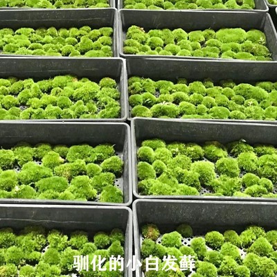 白发青苔鲜活苔藓植物微景观盆景假山盆栽雨林缸水陆缸铺面短绒藓