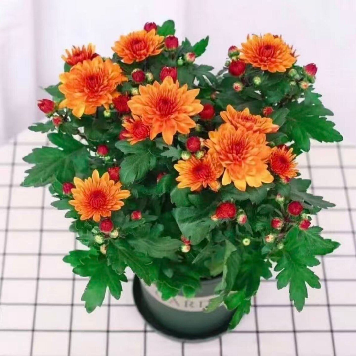 菊花盆栽多年生重瓣四季荷兰菊室菊花类