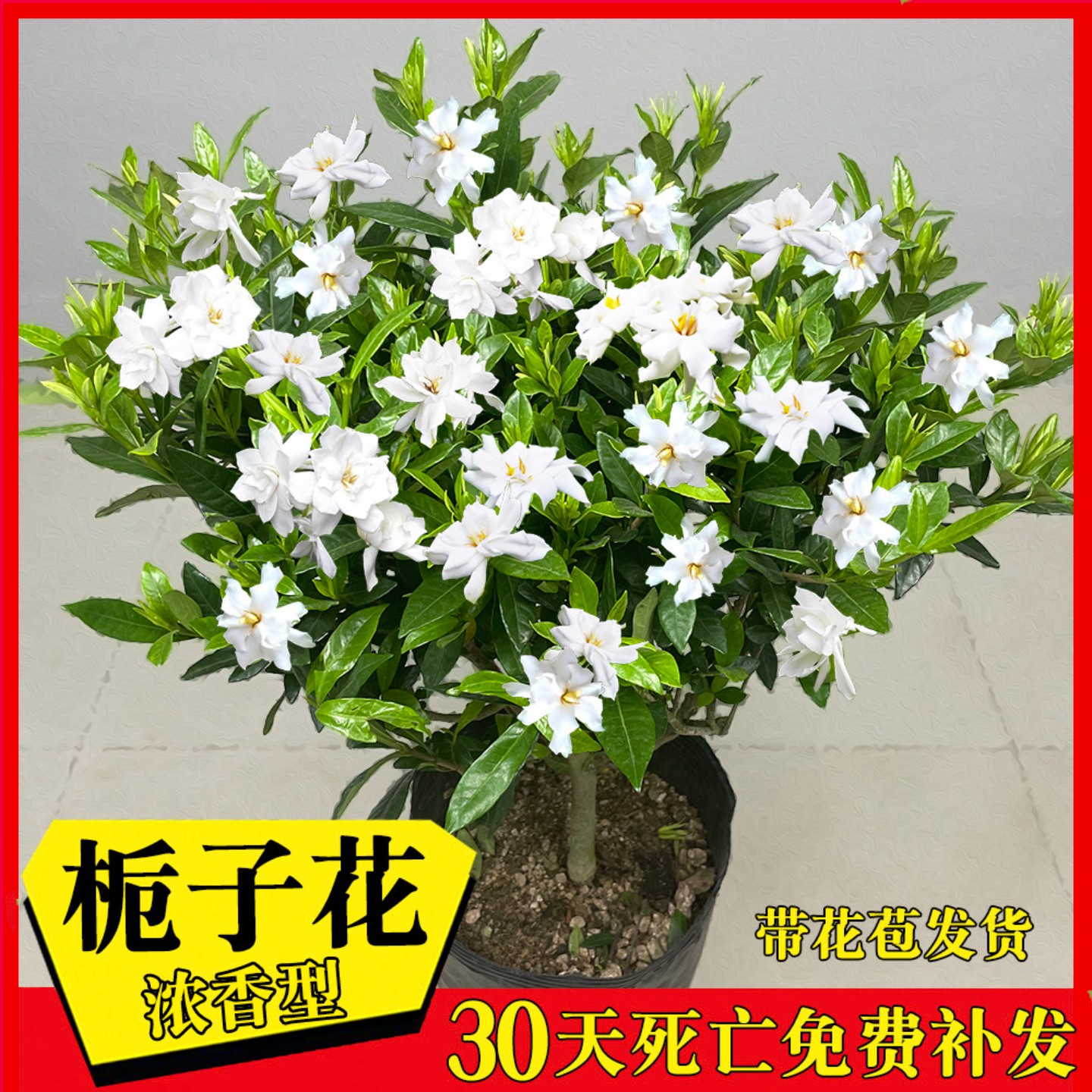 独杆小叶栀子花盆栽树苗老桩盆景栀子花