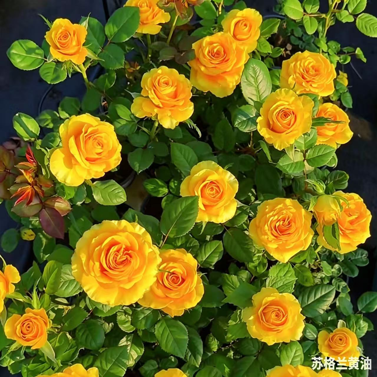 苏格兰黄油玫瑰花月季花苗特大切花盆栽四季灌木庭院阳台花卉植物