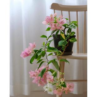 开花绿植盆栽花卉爬藤植物勤花品种 金星橙白 三角梅四季