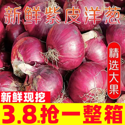 新鲜现挖当季紫皮红洋葱深紫色