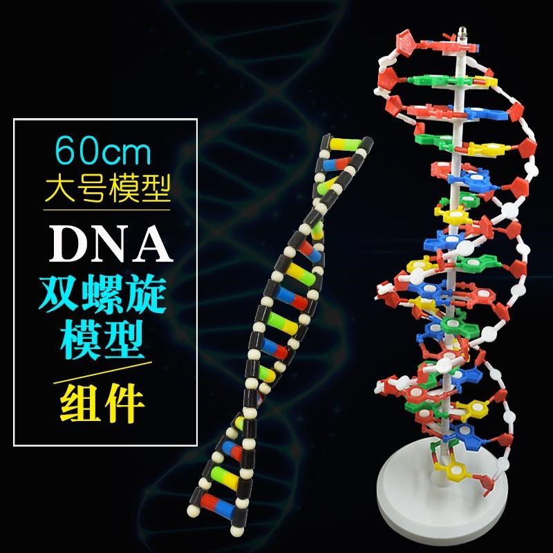 DNA双螺旋结构模型 60cm大号生物教学具脱氧核苷酸链碱基遗传基因