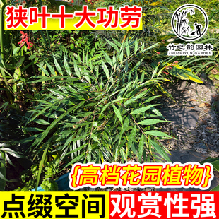 狭叶十大功劳绿植盆栽抗病耐寒景观庭院绿植好养易活园林绿化植物