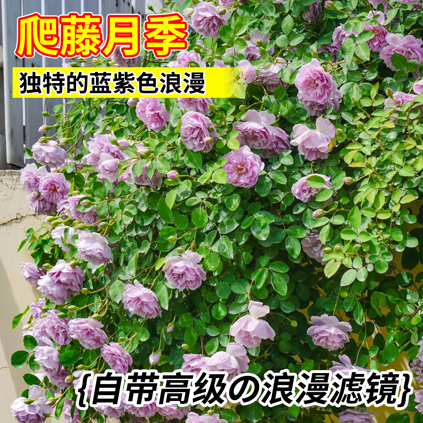 爬藤月季花苗特大蓝色阴雨爬藤蔷薇老桩浓香本木植物阳台庭院别墅