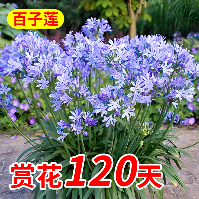 百子莲盆栽四季种植满园飘香绿植
