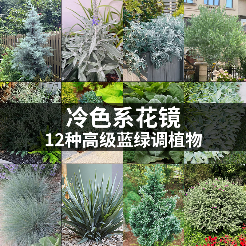 不活包赔！庭院造景银灰色系植物