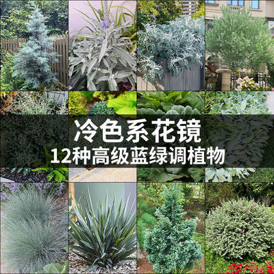 银叶系列植物盆栽蓝灰色观叶苗耐寒耐热阳台庭院花镜花园造景绿植