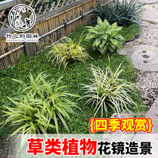 金叶石菖蒲金丝苔草英国山麦冬金边玉簪多年生花草蕨花镜植物组合
