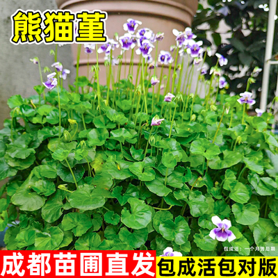 熊猫堇盆栽花苗多年生开花草本花卉花园庭院佛甲草苗宿根地被植物