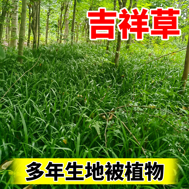 吉祥草地苗多年生地被植物盆栽绿化工程好养活宿根耐寒耐热绿化苗图片