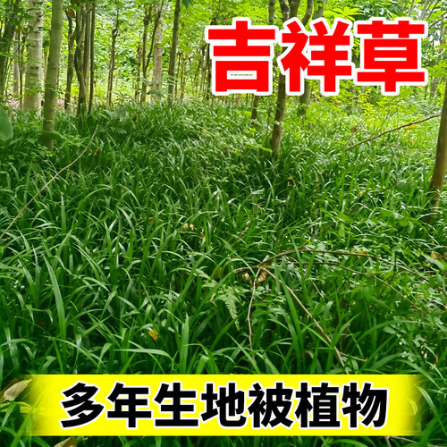 吉祥草地苗多年生地被植物盆栽绿化工程好养活宿根耐寒耐热绿化苗