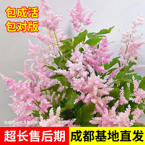 进口落新妇盆栽大苗耐寒耐阴