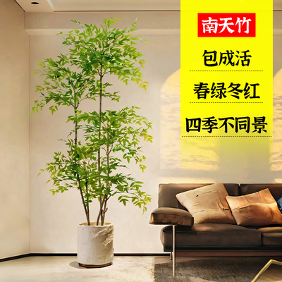 养死包赔真绿植南天竹好养盆栽