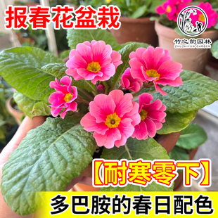 报春花精选花卉优质盆栽多巴胺的春日配色耐寒零下庭院室内外绿植