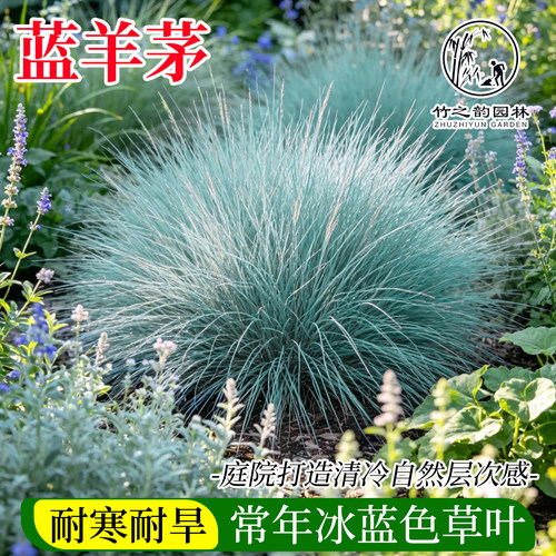 蓝羊茅大苗庭院地被花镜植物
