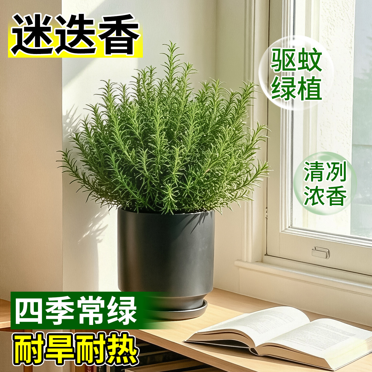 迷迭香盆栽可食用煎牛排香料烘焙蛋糕装饰带阳台香草植物驱蚊绿植图片