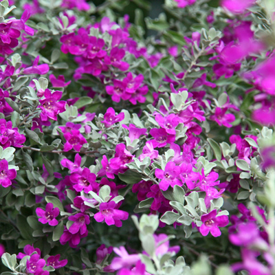 【养死包赔】精选红花玉芙蓉大苗