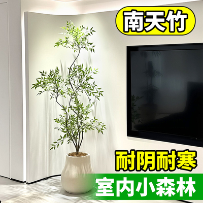 南天竹真树盆栽客厅大型高级感绿植造型老桩办公室内四季好养植物