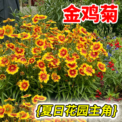 金鸡菊花苗盆栽天人菊夏季开花机器耐热耐晒多年生草花花镜植物