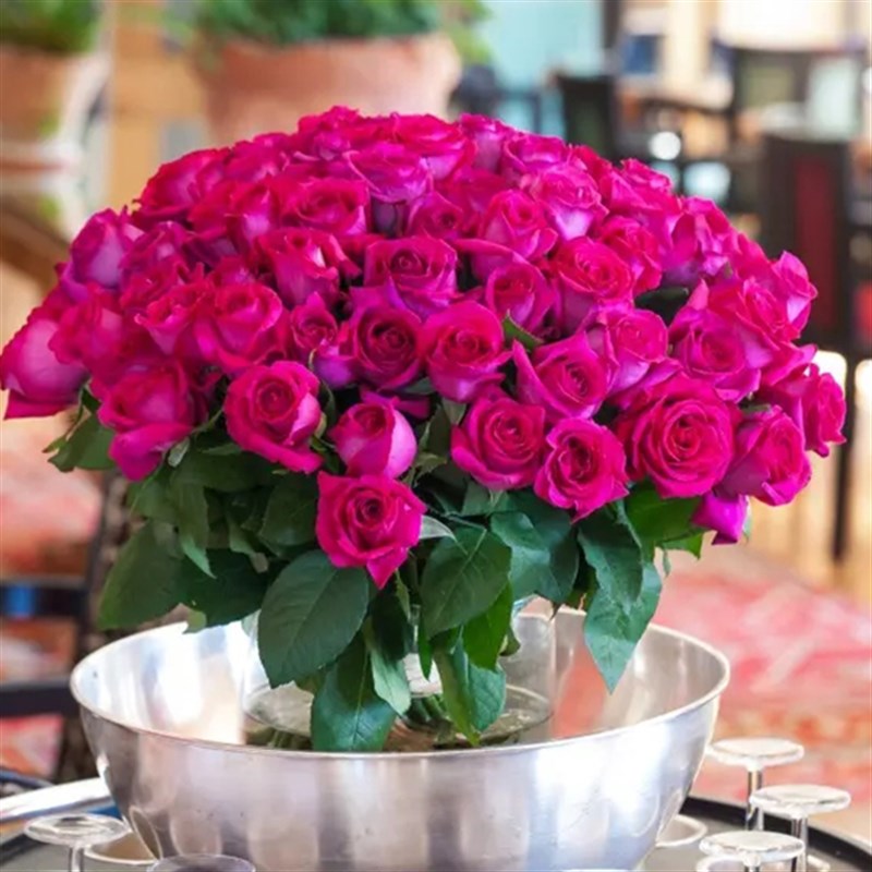 天狼月季 美人丽芙 月季玫瑰 多季浓香灌木庭院露台植物玫瑰花卉