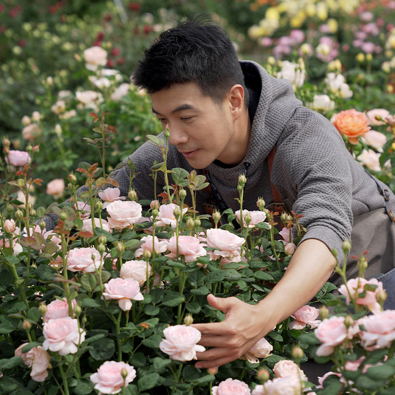 种花王大爷 月季花苗盆栽玫瑰阳台庭院四季花卉植物果汁阳台蓝色